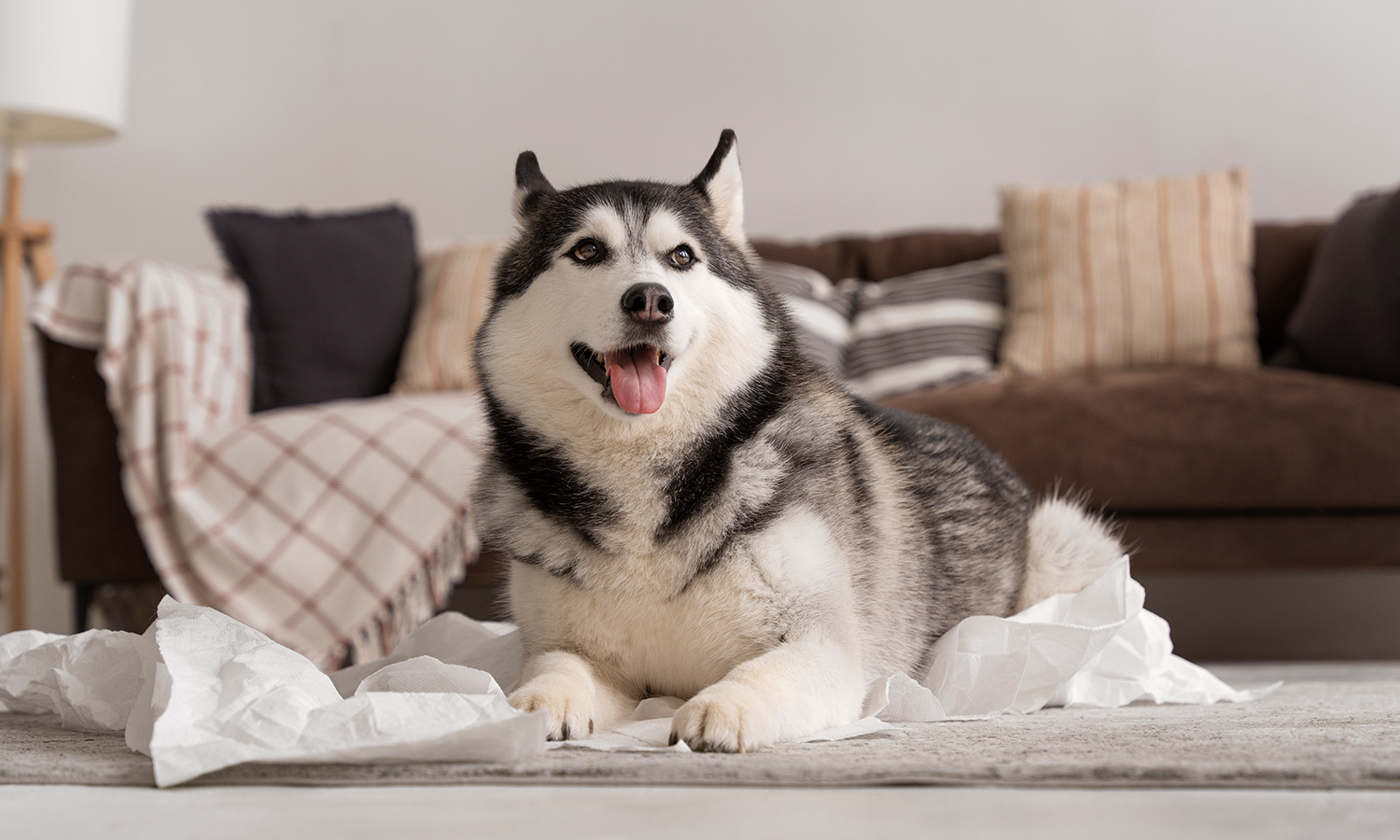 Can I Do Infrared Laser Therapy for Dogs at Home?
