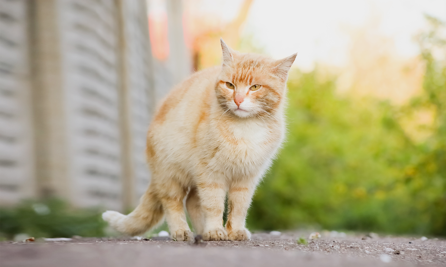 Can Laser Therapy Help Your Cat Recover from Surgery Faster?