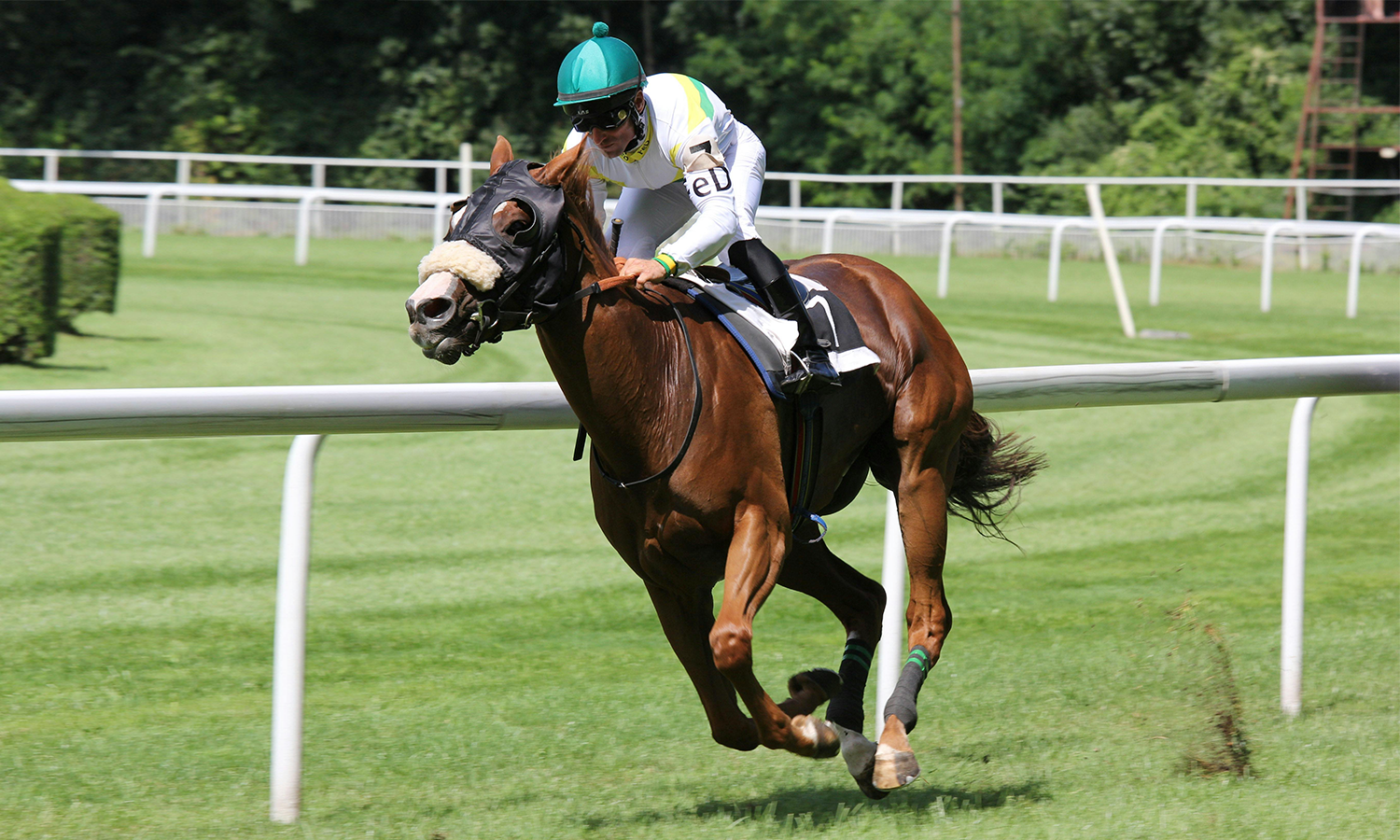 Laser Therapy for Horses: Improve Your Horse’s Performance and Recovery Naturally