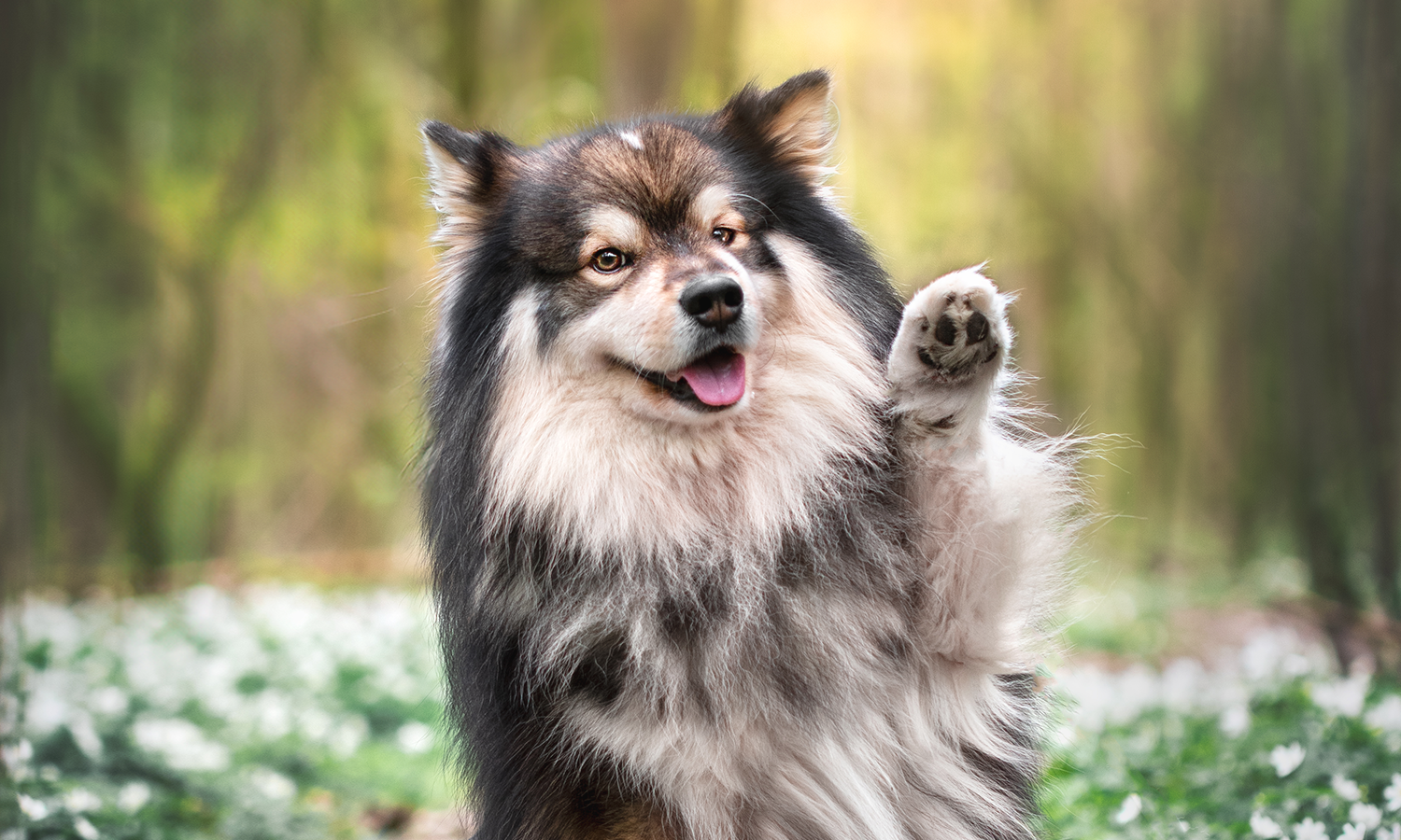 Laser Therapy for Dogs: How It Helps with Arthritis, Hip Dysplasia, and More