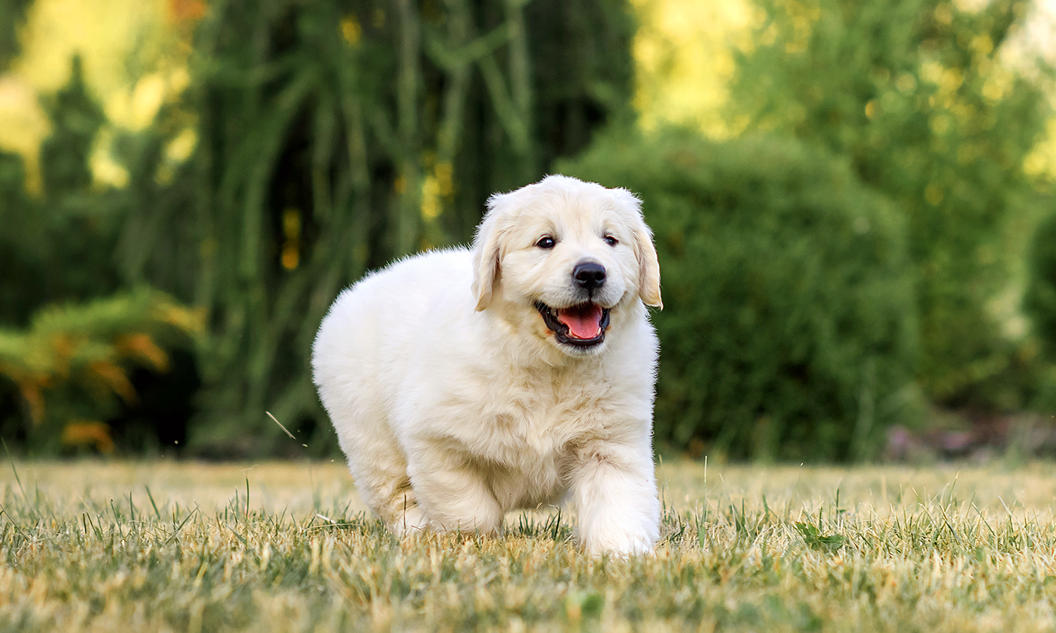 Laser Therapy for Dogs: Is It the Ultimate Solution for Pain-Free Living?