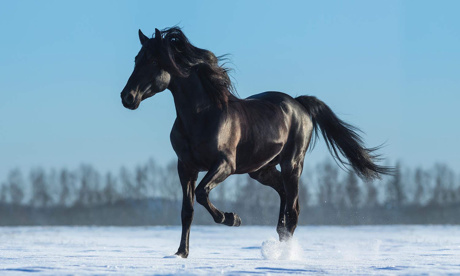Laser Therapy for Horses: Faster Healing After Injuries and Surgeries Explained