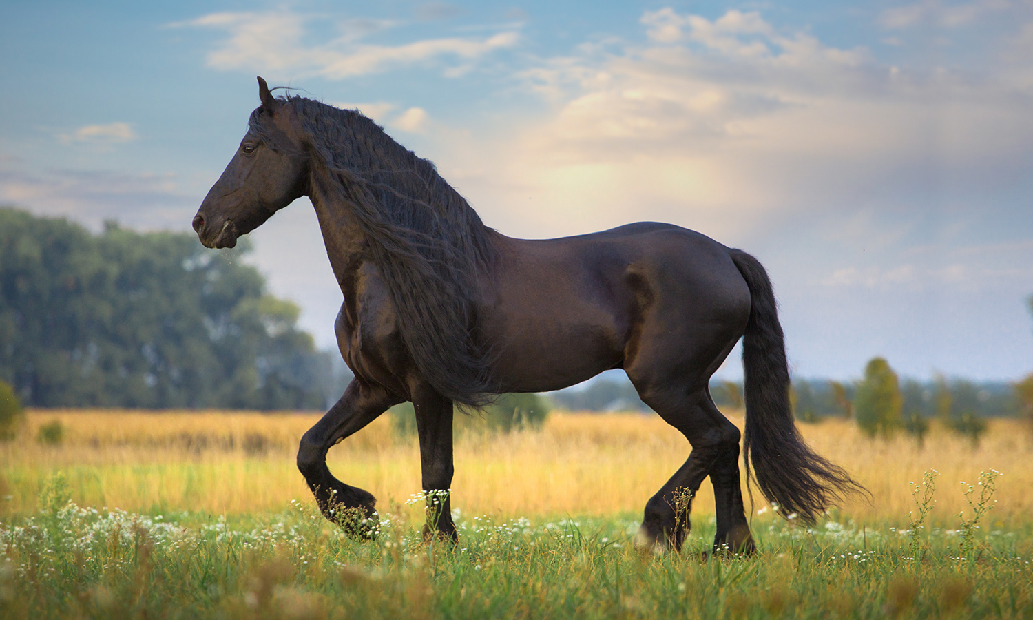 Best Class IV Laser Therapy for Horses: Discover the Power of MATELASER X1 Vet