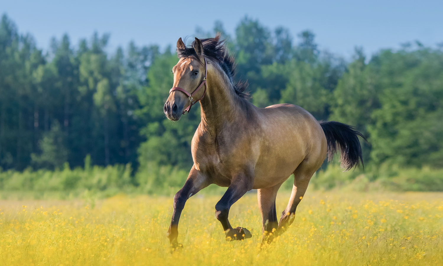 Healing Horses with Light: The Rise of Equine Laser Therapy
