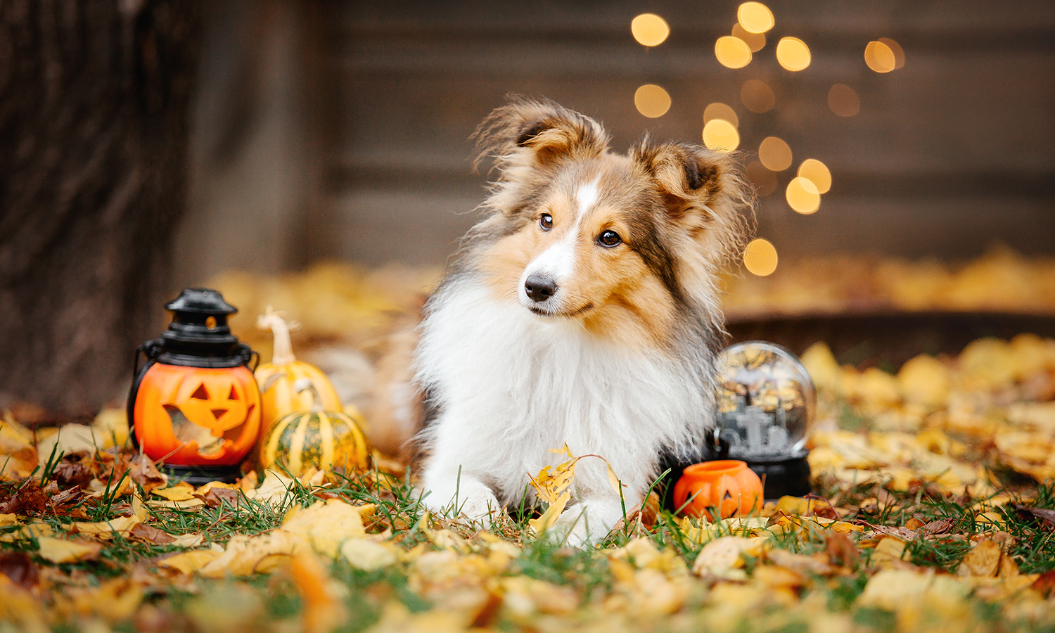 Laser Therapy for Dogs: A Comprehensive Guide to Pain Relief and Healing