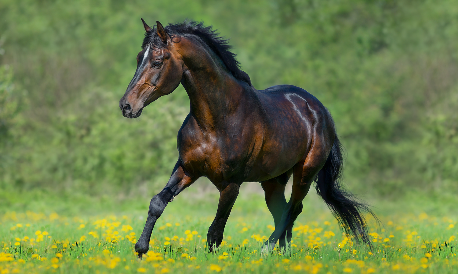 What Is Equine Laser Therapy?