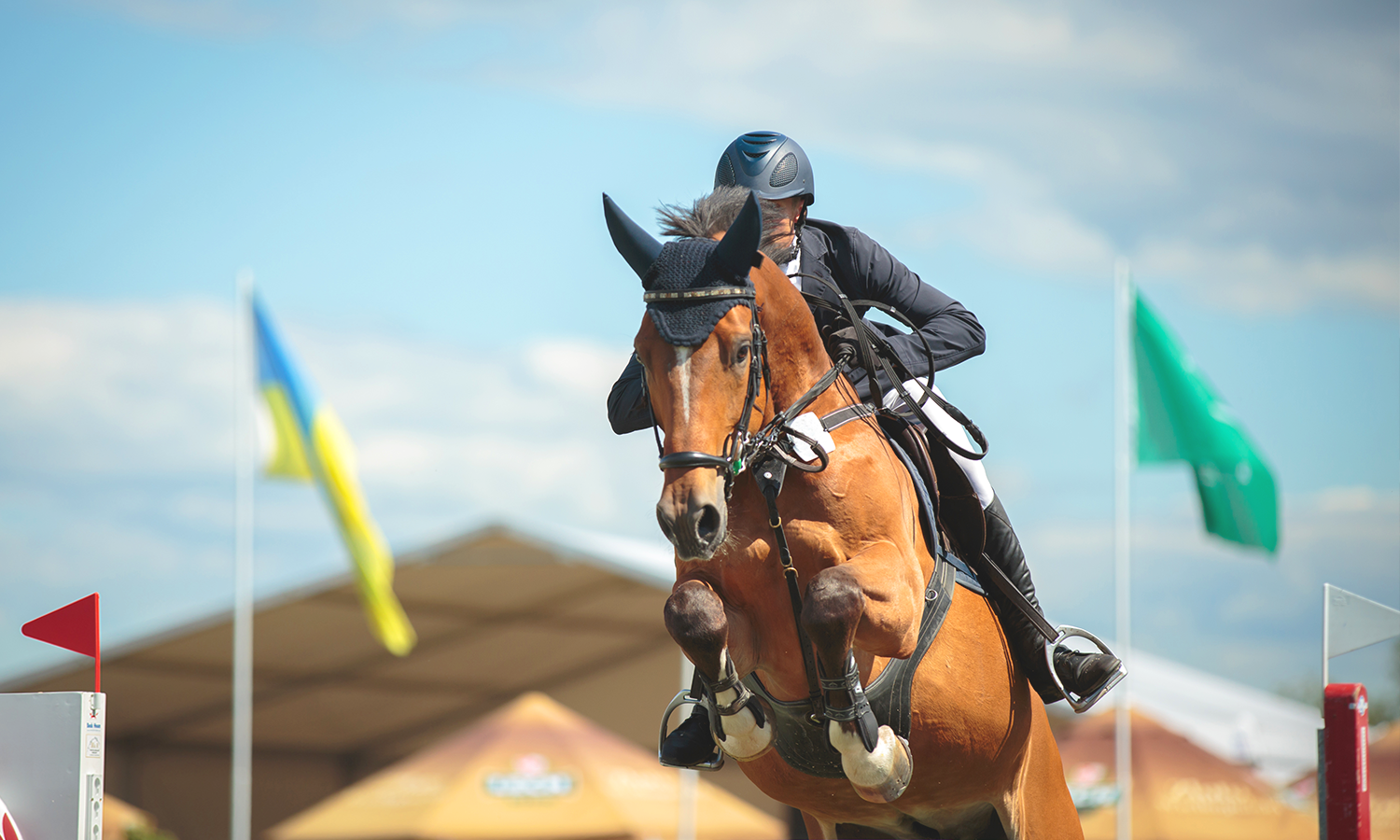 Laser Therapy for Horses