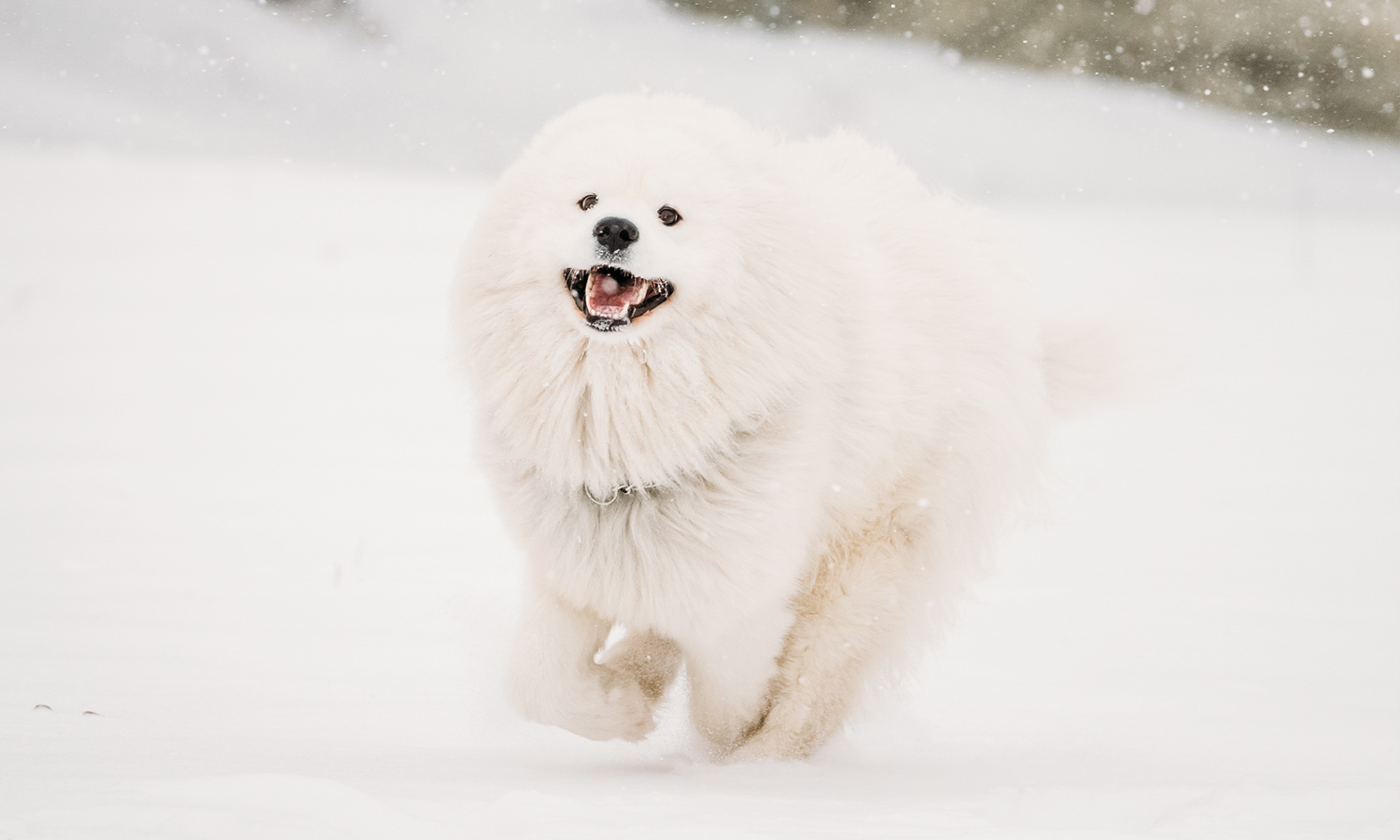 From Couch Potato to Playful Pup: Laser Therapy for Dogs You Won’t Believe!