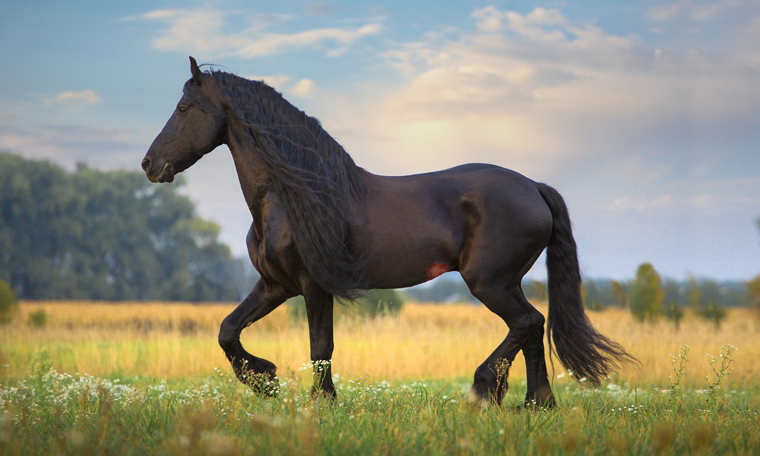 Best Class IV Laser Therapy for Horses: Discover the Power of MATELASER X1 Vet