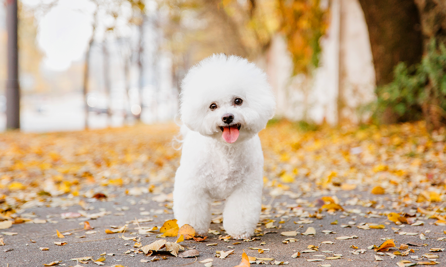 Laser Therapy for Dogs: A Drug-Free Way to Relieve Pain & Support Faster Recovery