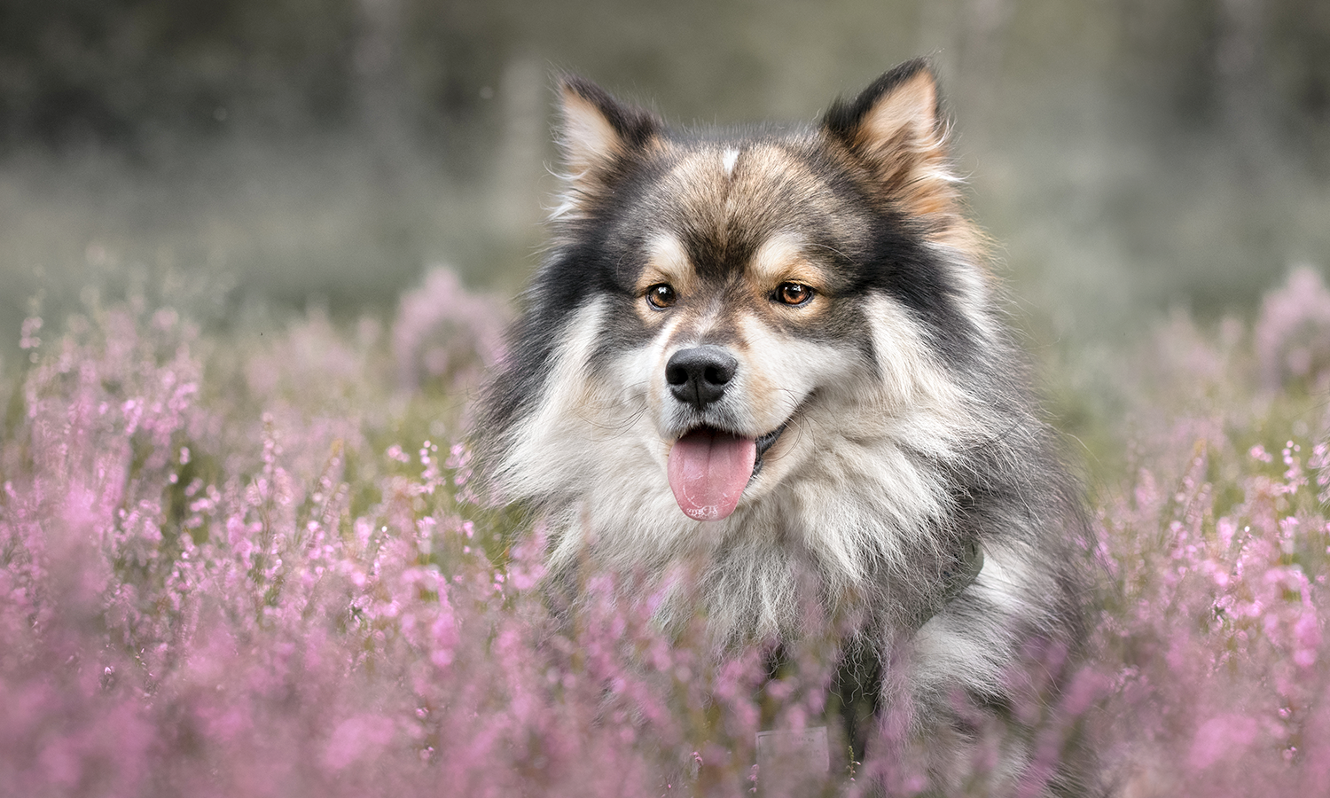 Canine Laser Therapy Explained: Benefits for Dog Pain, Arthritis, Wounds & Recovery