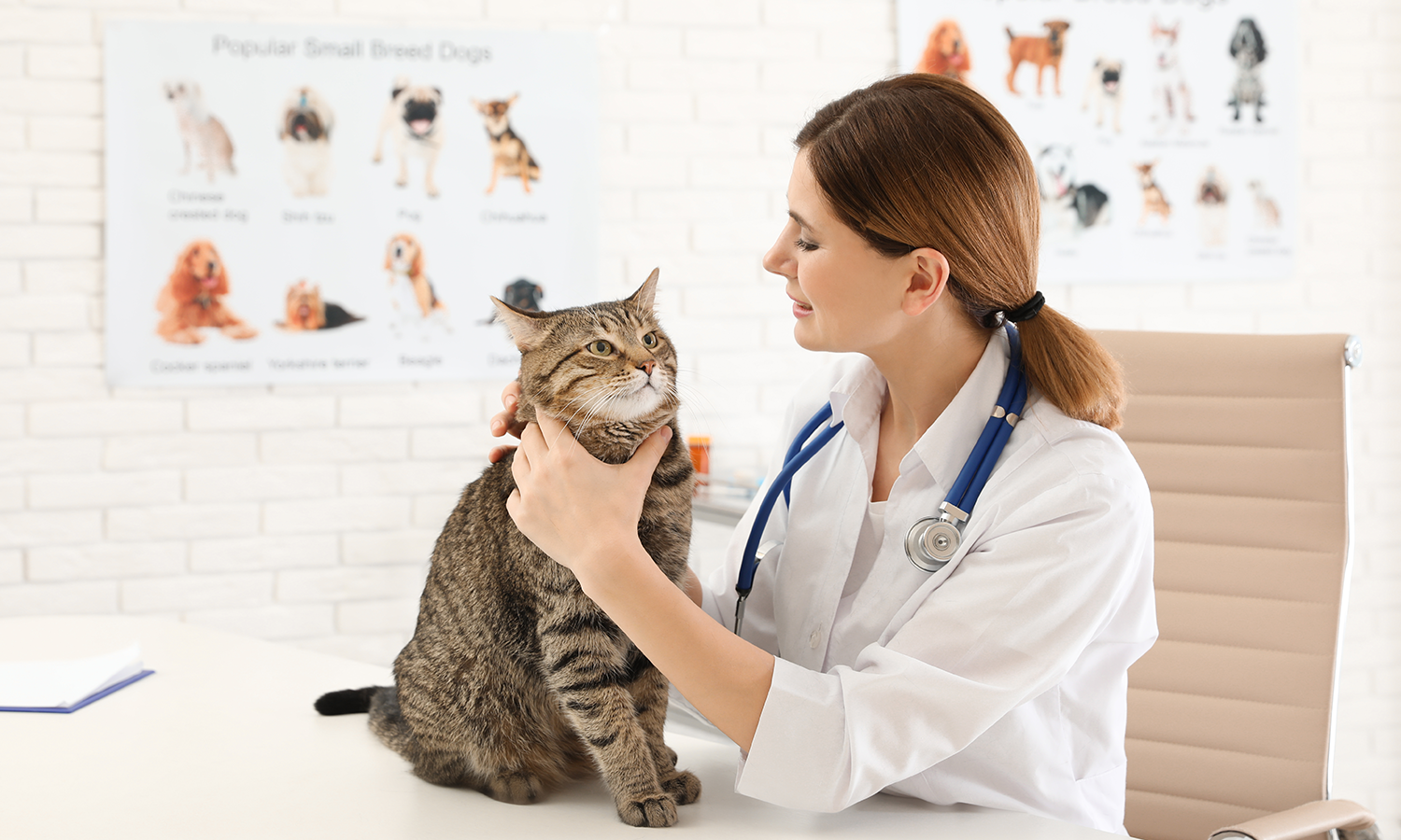Laser Therapy for Cats After Surgery: Supporting Faster Healing & Comfortable Recovery