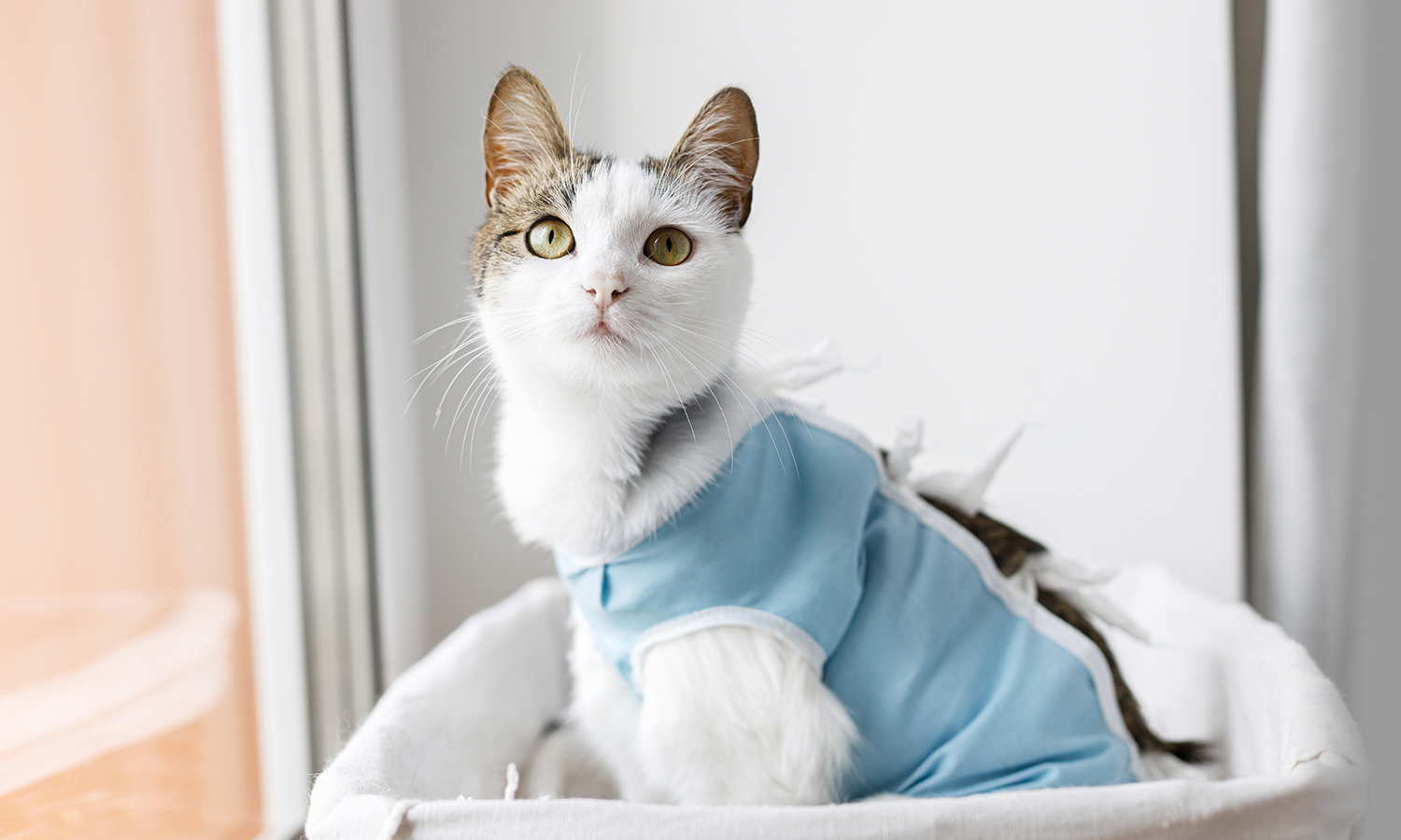 Beyond Medication: Why More Veterinarians Are Using Laser Therapy for Cats