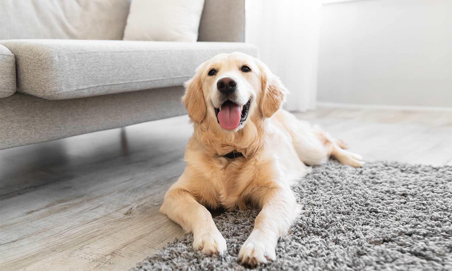 Can I Do Infrared Laser Therapy for Dogs at Home?