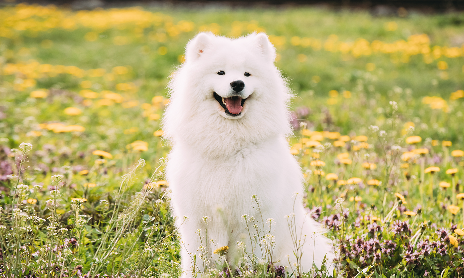 From Couch Potato to Playful Pup: Laser Therapy for Dogs You Won’t Believe!