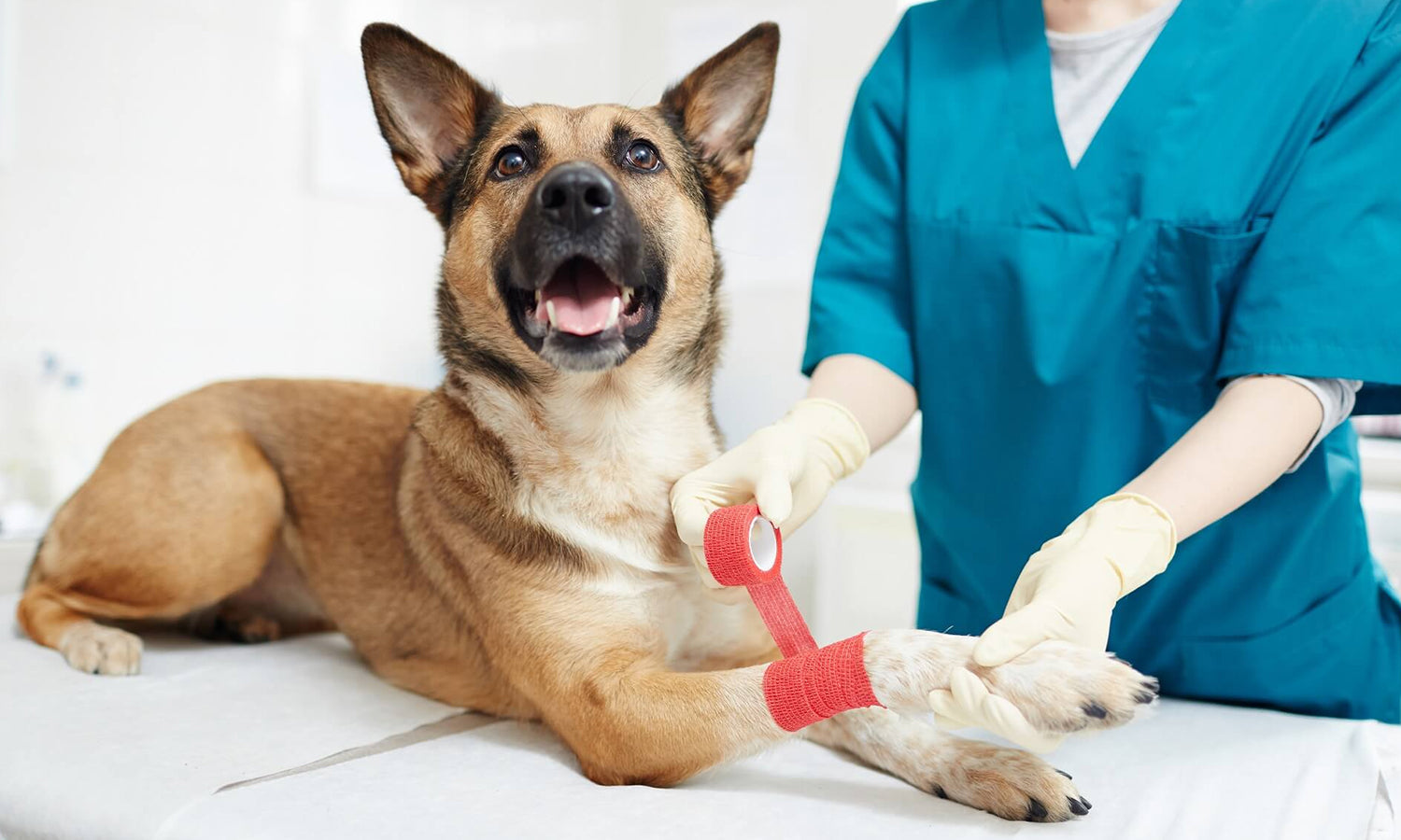 Laser Therapy for Dogs