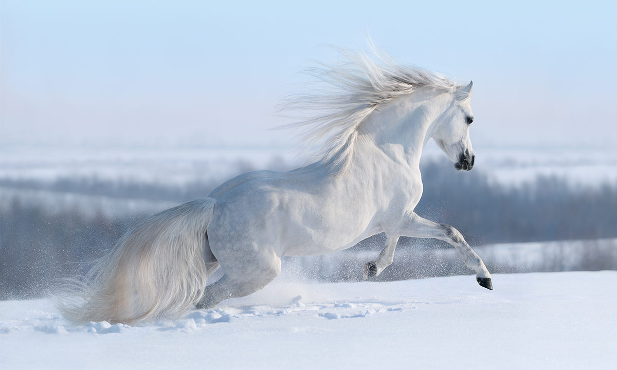 Laser Therapy for Horses: From Injury Recovery to Peak Performance