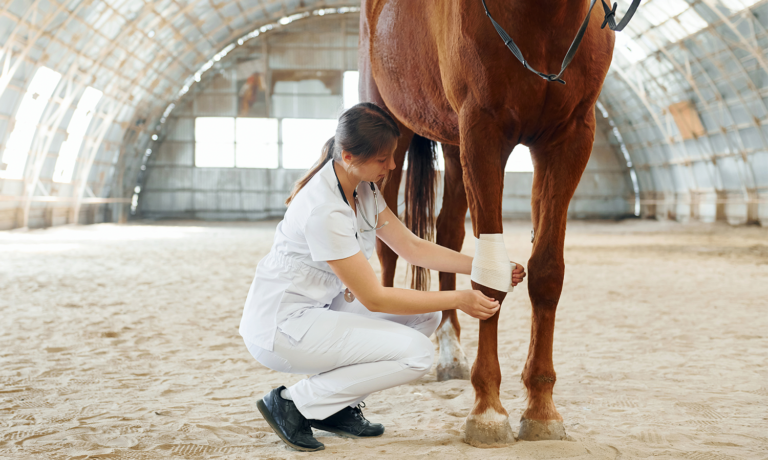 Horse Pain Relief: Why More Vets Are Turning to Equine Laser Therapy