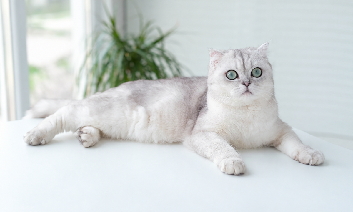 Cat in Pain? How Laser Therapy for Cats Can Support Mobility & Recovery